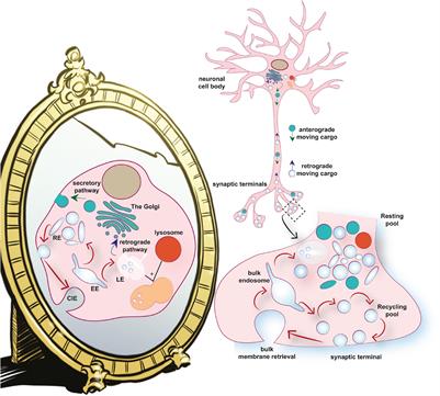 Synaptic Vesicle Recycling and the Endolysosomal System: A Reappraisal of Form and Function